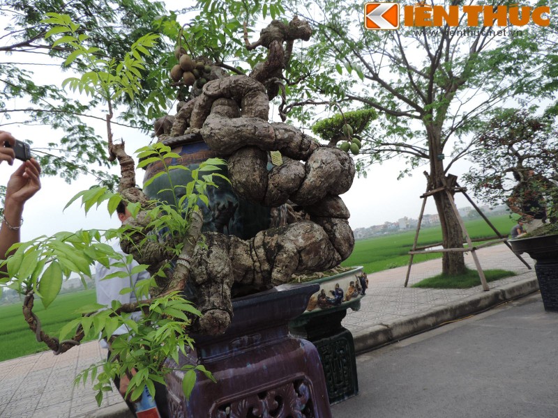 Bonsai an qua sieu doc la hut mat dan Ha Noi-Hinh-8